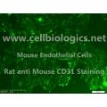 B129 Mouse Primary Prostate Microvascular Endothelial Cells